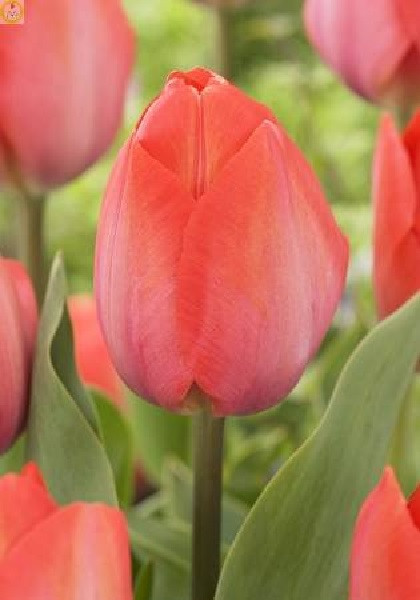 Тюльпан Орандж Ван Ейк 1шт (КолЛайн) 10шт/уп