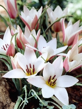 Тюльпан Леди Джейн 1шт (КолЛайн) 8шт/уп