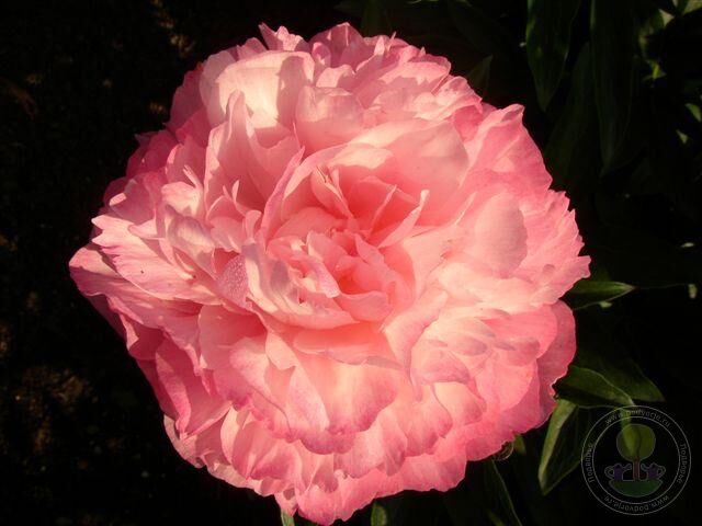 Пион Джокер 1шт (КолЛайн)