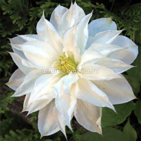 Клематис Исаго 1шт (Садовита)