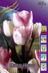 Тюльпан Клод Нине 1шт (КолЛайн) 10шт/уп многоцв.