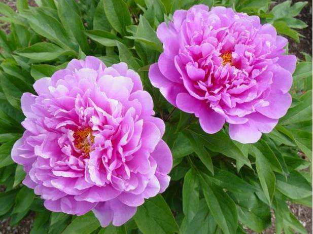 Пион Импоссибл Дрим Ито 1шт (КолЛайн)