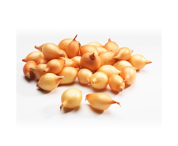 Лук севок Стурон 21/24 10кг/м (+/- 5%) (TOP B.V.)