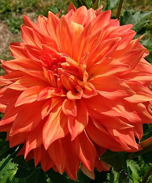 Георгина Неон Сплендор 1шт (КолЛайн)