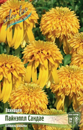 Эхинацея Пайнэппл Садае 1шт (КолЛайн)