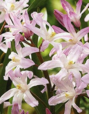 Хионодокса Пинк Гиант 1шт (КолЛайн) 10шт/уп