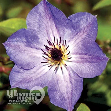 Клематис Морнинг Скай 1шт (КолЛайн)