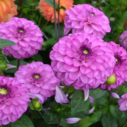 Георгина Сэлвейшн 1 шт (КолЛайн)