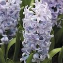 Гиацинт Сити оф Брэдфорд 14/15 1шт (КолЛайн) 3шт/уп