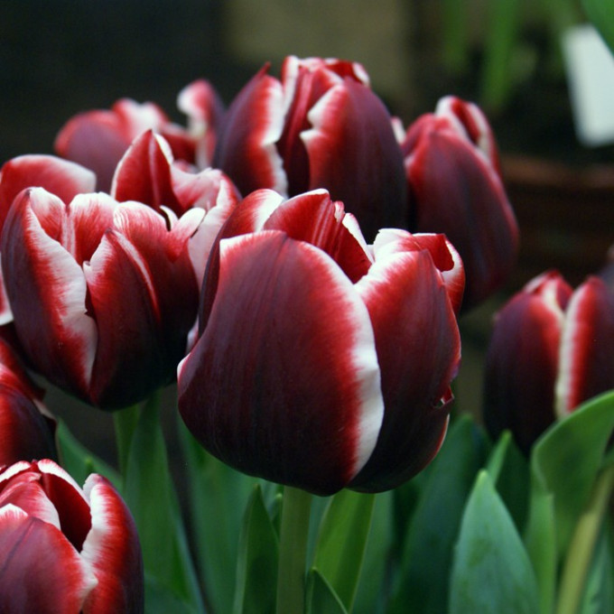 Тюльпан Армани 1шт (КолЛайн) 8шт/уп