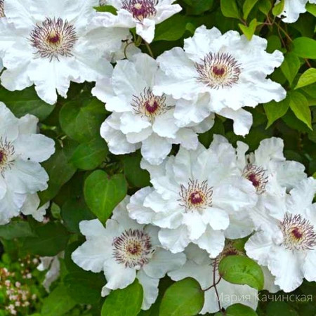 Клематис Мария Качинская 1шт (КолЛайн)