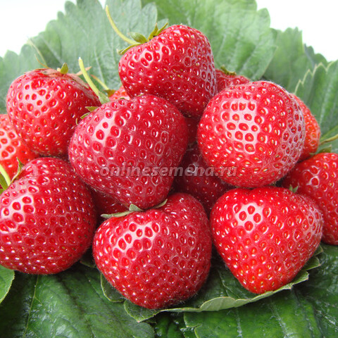 Земляника Эльсанта (КолЛайн) 5шт/уп ягоды 40-50г