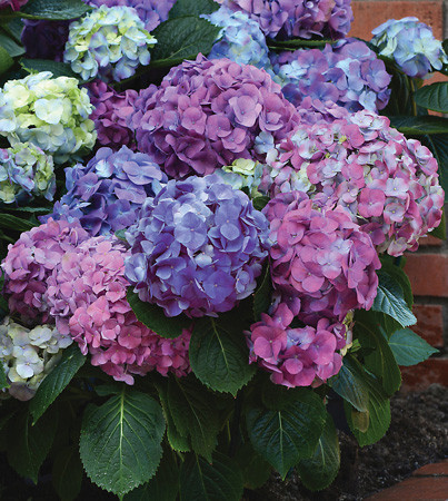 Гортензия Л.а. Дримин 1шт от белого до синего(КолЛайн)