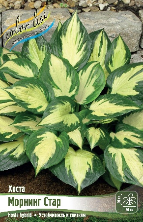 Хоста Морнинг Стар 1шт (КолЛайн)