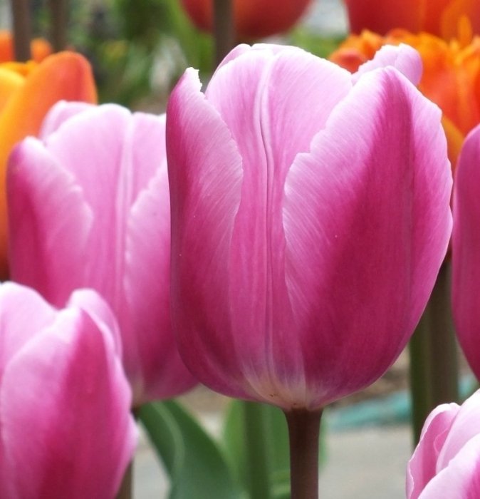 Тюльпан Афке 11/12 1шт (Садовита) 10шт/уп