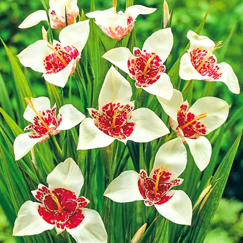 Тигридия Алба Грандифлора 7/9 1шт (КолЛайн) 10шт/уп