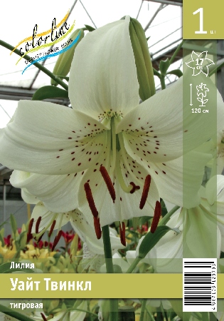 Лилия Уайт Твинкл 12/14 1шт (КолЛайн)