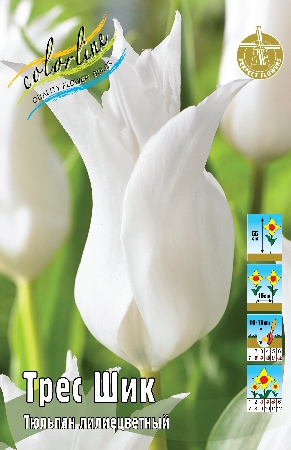 Тюльпан Трес Шик 1шт (КолЛайн) 8шт/уп