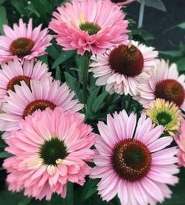 Эхинацея Сансикерс Салмон 1шт (КолЛайн)