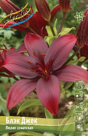 Лилия Блэк Джек 12/14 1шт (КолЛайн) 7шт/уп азиатка, темно-бордовая