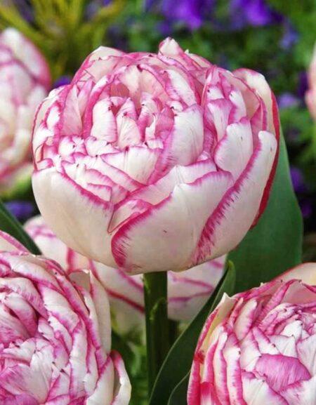 Тюльпан Дабл Тач 1шт (КолЛайн) 3шт/уп