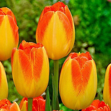 Тюльпан Принц Армин 1шт (КолЛайн) 3шт/уп