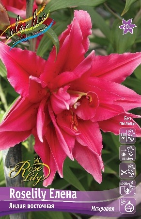 Лилия Roselily&Елена 12/14 1шт (КолЛайн)
