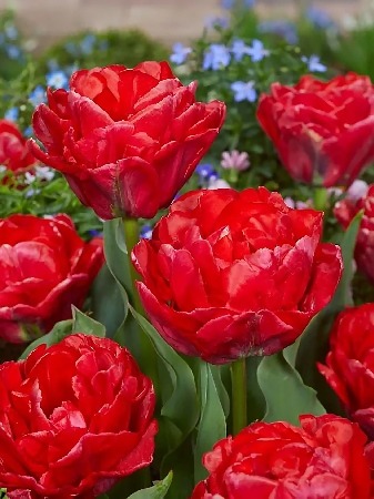 Тюльпан Рокабилли 11/12 1шт (КолЛайн) 5шт/уп