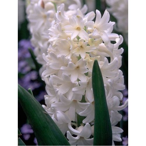 Гиацинт Уайт 14/15 1шт (КолЛайн) 3шт/уп