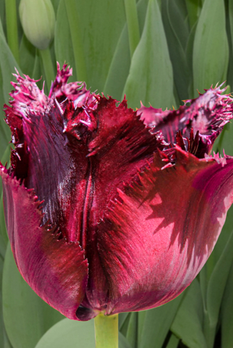 Тюльпан Блэк Джевел 11/12 1шт (Садовита) 7шт/уп