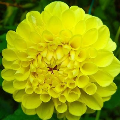 Георгина Джоуи Мартина 1шт (КолЛайн)