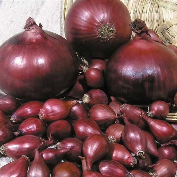 Лук севок Кармен МС 21/24 10кг/м (+/- 5%) (TOP B.V.)