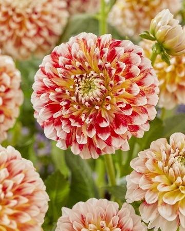 Георгина Джоуи Фэнтези 1шт (КолЛайн)