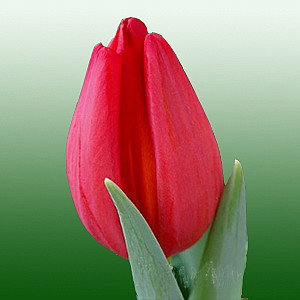 Тюльпан Рэд Пауэр 1шт (КолЛайн) 8ш/уп