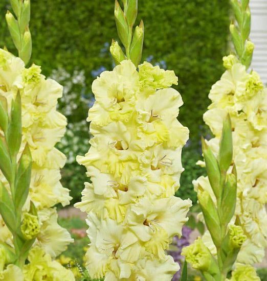 Гладиолус Кемерово 10/12 1шт (КолЛайн) 8шт/уп