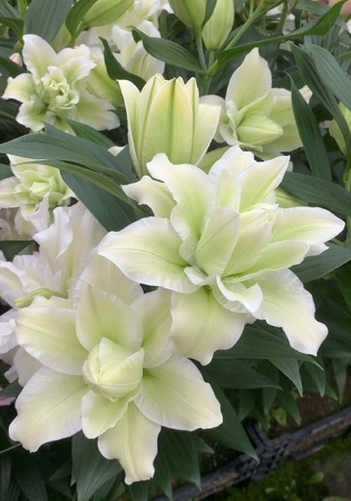 Лилия Roselily&Джоелла 12/14 1шт (КолЛайн) 