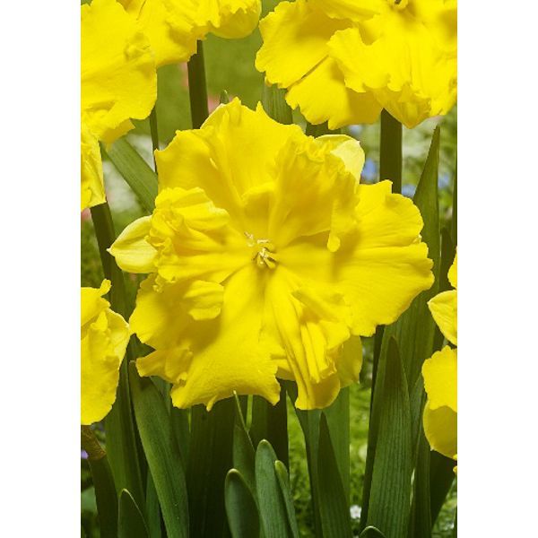 Нарцисс Капфайтер 12/14 1шт (КолЛайн) 5шт/уп