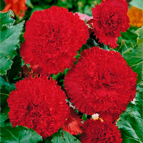 Бегония Бахромчатая Алая 5/6 1шт (КолЛайн) 2шт/уп