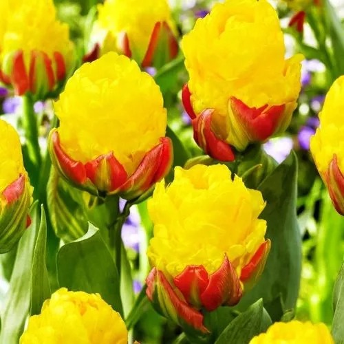 Тюльпан Айс Крим Банана 11/12 1шт (Садовита) 2шт/уп