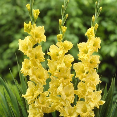 Гладиолус Джестер Голд 12/14 1шт (НК) 10шт/уп