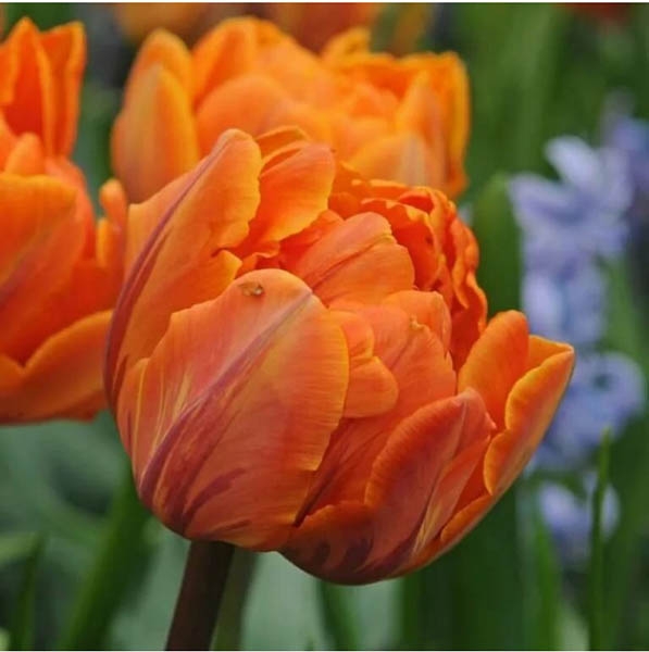 Тюльпан Оранж Принцесс 1шт (КолЛайн) 7шт/уп