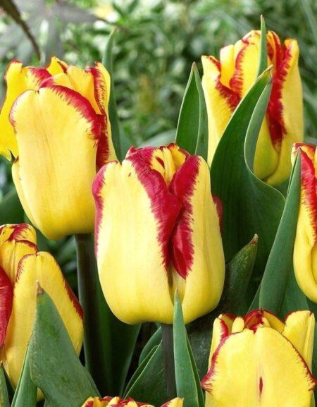 Тюльпан Кейп Таун 1шт (КолЛайн) 3шт/уп