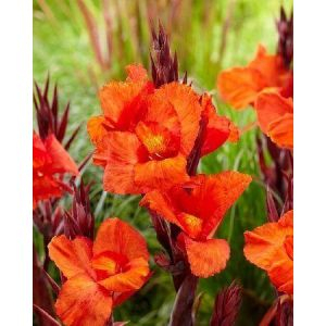 Канна Клеопатра Рэд 1шт (КолЛайн)