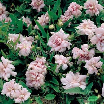 Калистегия Флора Плено 1шт (КолЛайн)