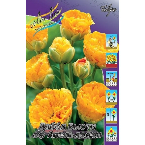 Тюльпан Даббл Бьюти оф Апельдорн 1шт (КолЛайн) 7шт/уп