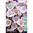 Крокус Зефир 5/+ 1шт (КолЛайн) 8шт/уп