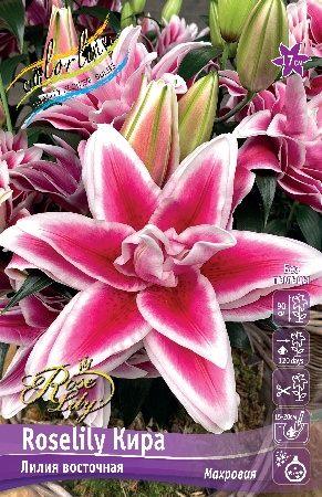 Лилия Roselily&Кира 12/14 1шт (КолЛайн ) 5шт/уп