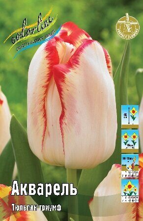 Тюльпан Акварель 11/12 1шт (КолЛайн) 7шт/уп триумф.