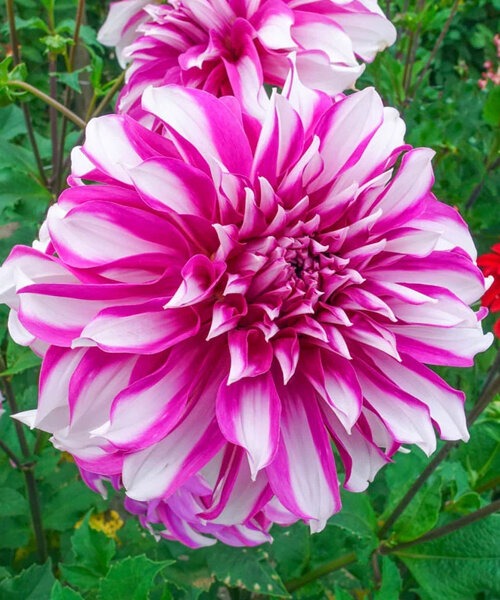 Георгина Радегаст 1шт (КолЛайн)