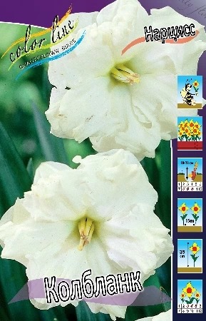 Нарцисс Колбланк 12/14 1шт КолЛайн (5шт/уп)